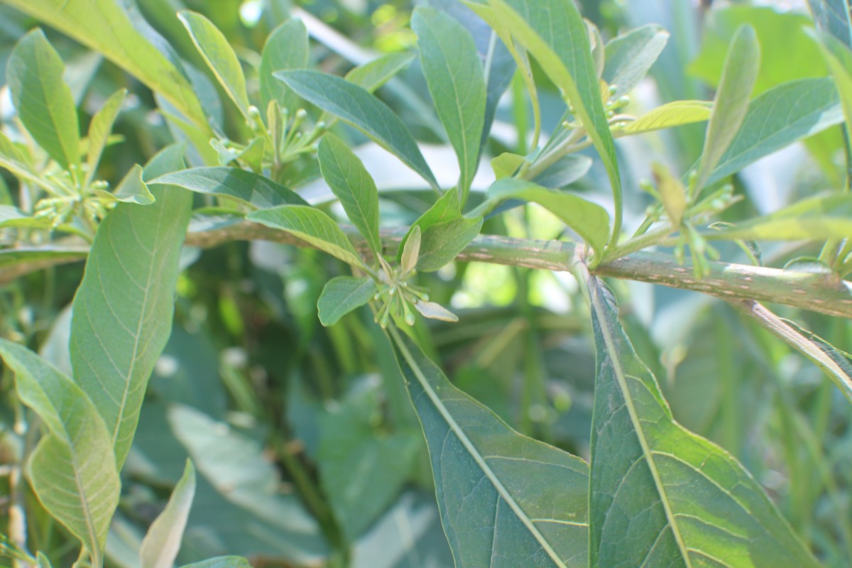 Iochroma arborescens (L.) J.M.H.Shaw